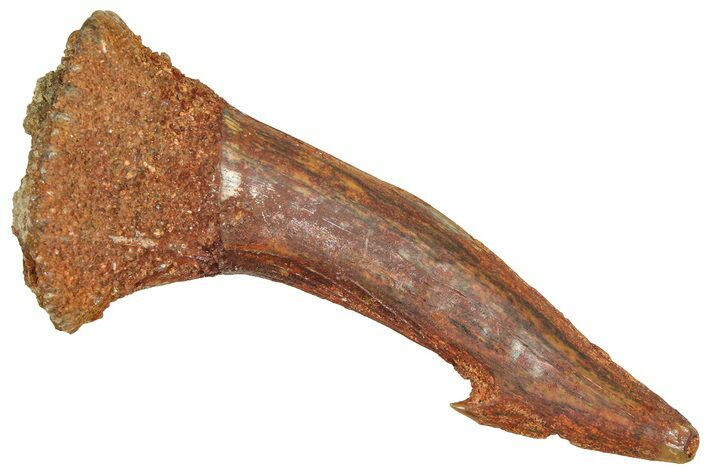Fossil Sawfish (Onchopristis) Rostral Barb - Morocco #366700